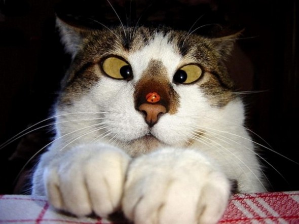 funny-face-cat22
