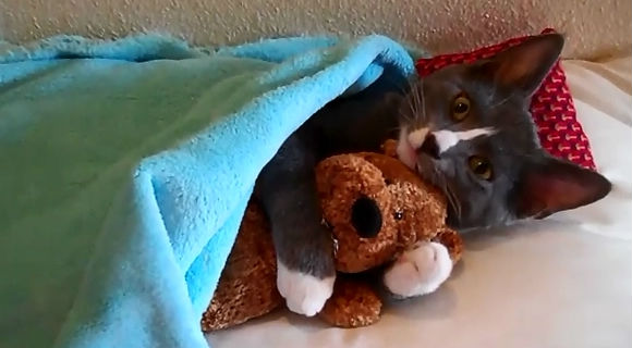 kitten_hugs_his_teddy