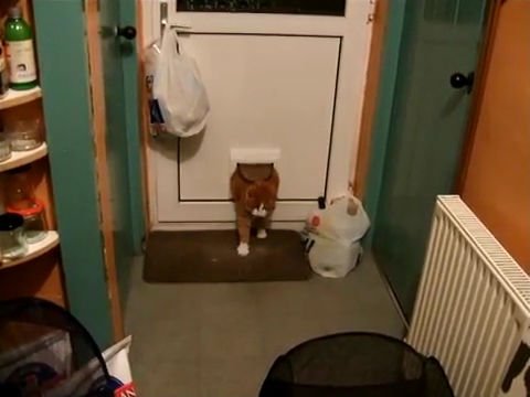 fat_cat_through_the_cat_door