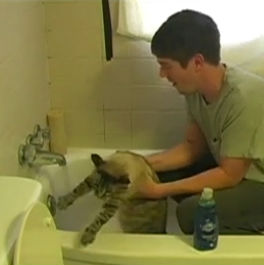 how_to_wash_a_cat